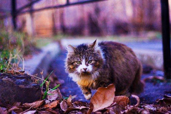 Гнездо кукушки