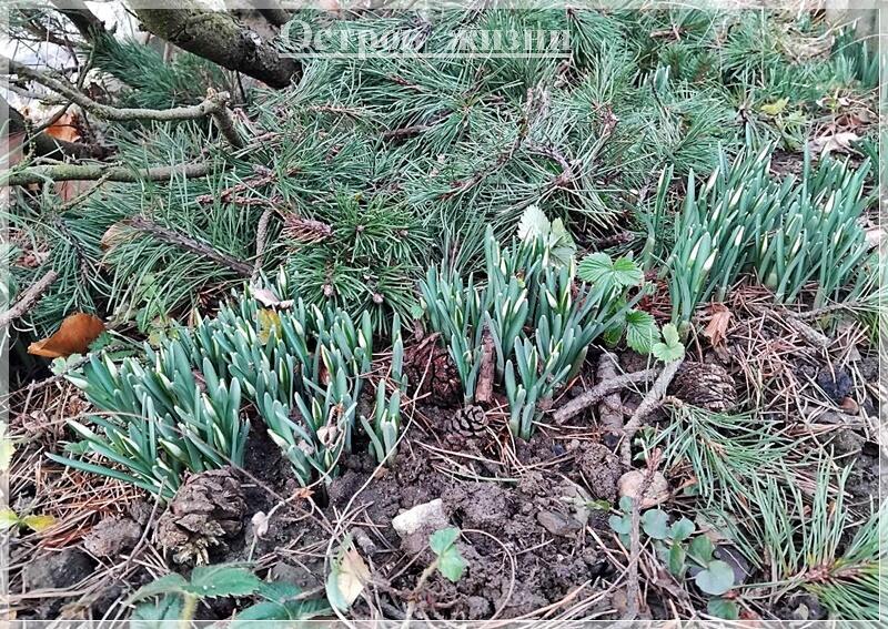 Татьянин день волнует красотой