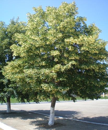 Ах ты, липа скороспелая!