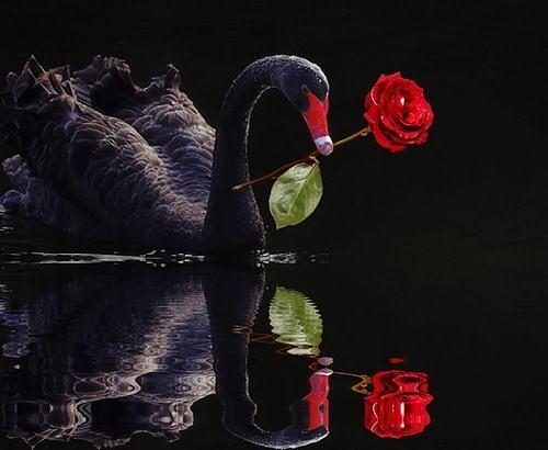 Верочки, Наденьки, Любоньки, Софочки...