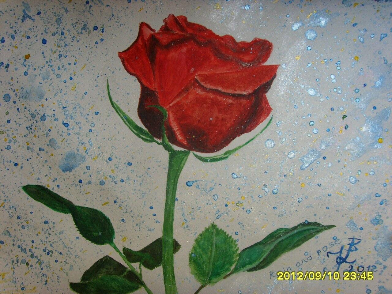 Красота розы  