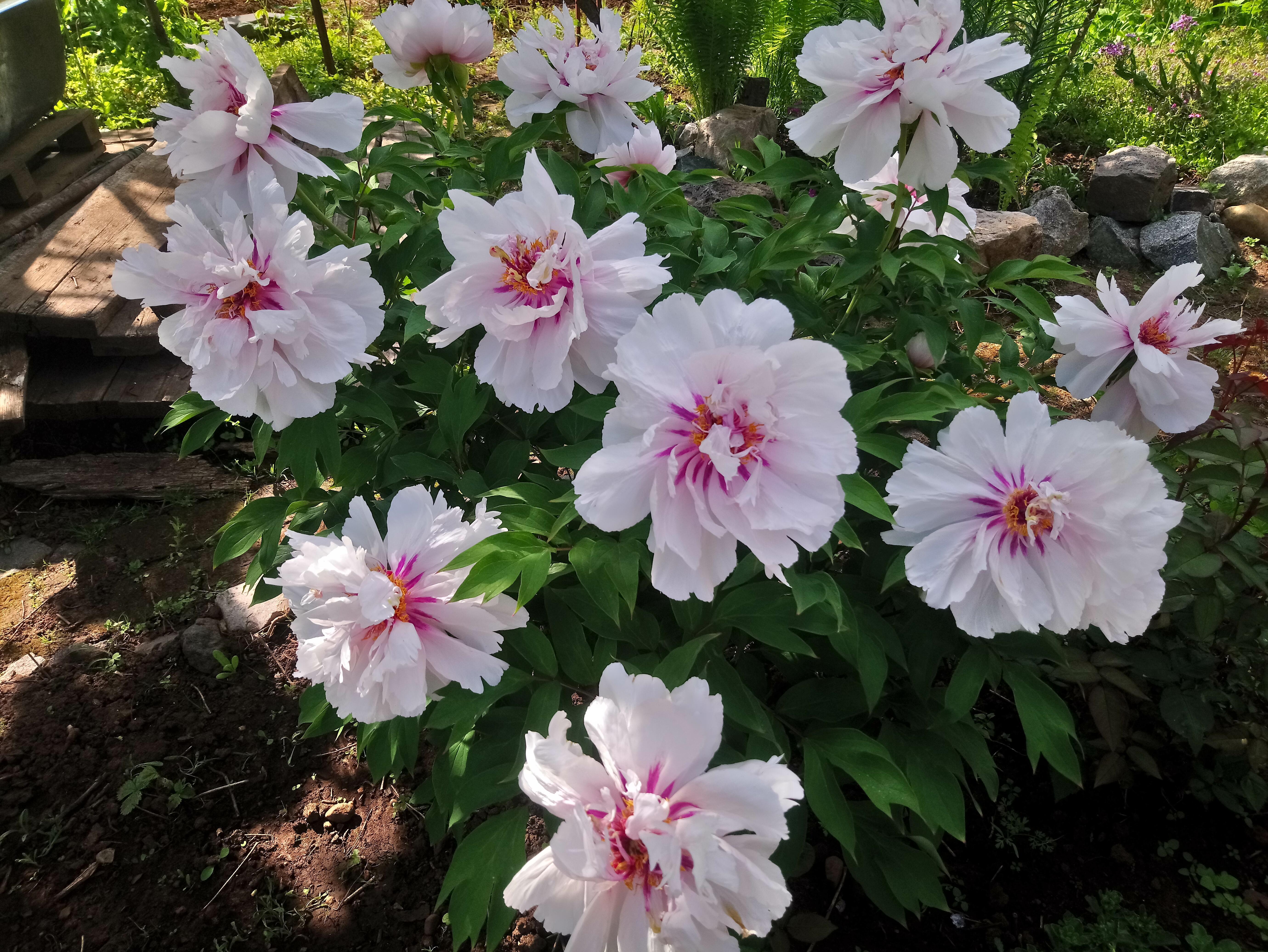 ...и наступило лето