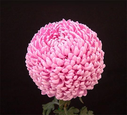 Розовые хризантемы...