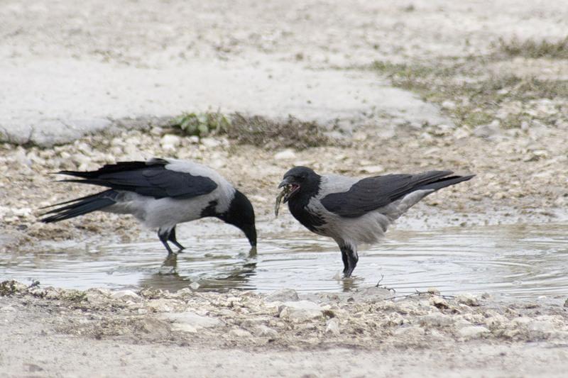 Зимнее наваждение.