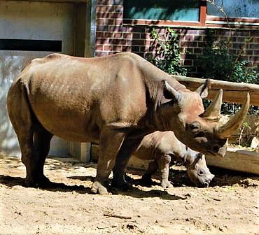 Носорог - стихи к фотографиям