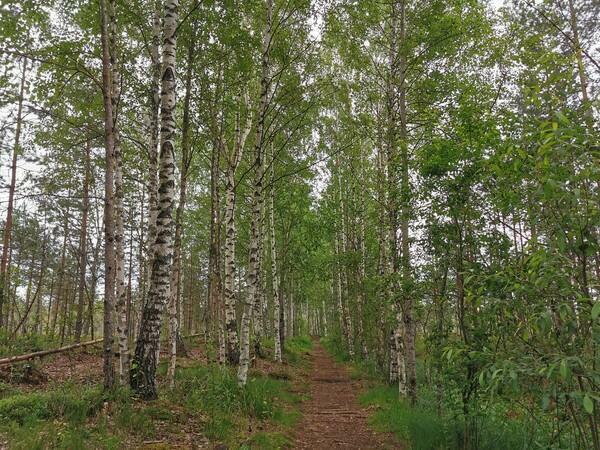 БАГРЯНАЯ ОСЕНЬ