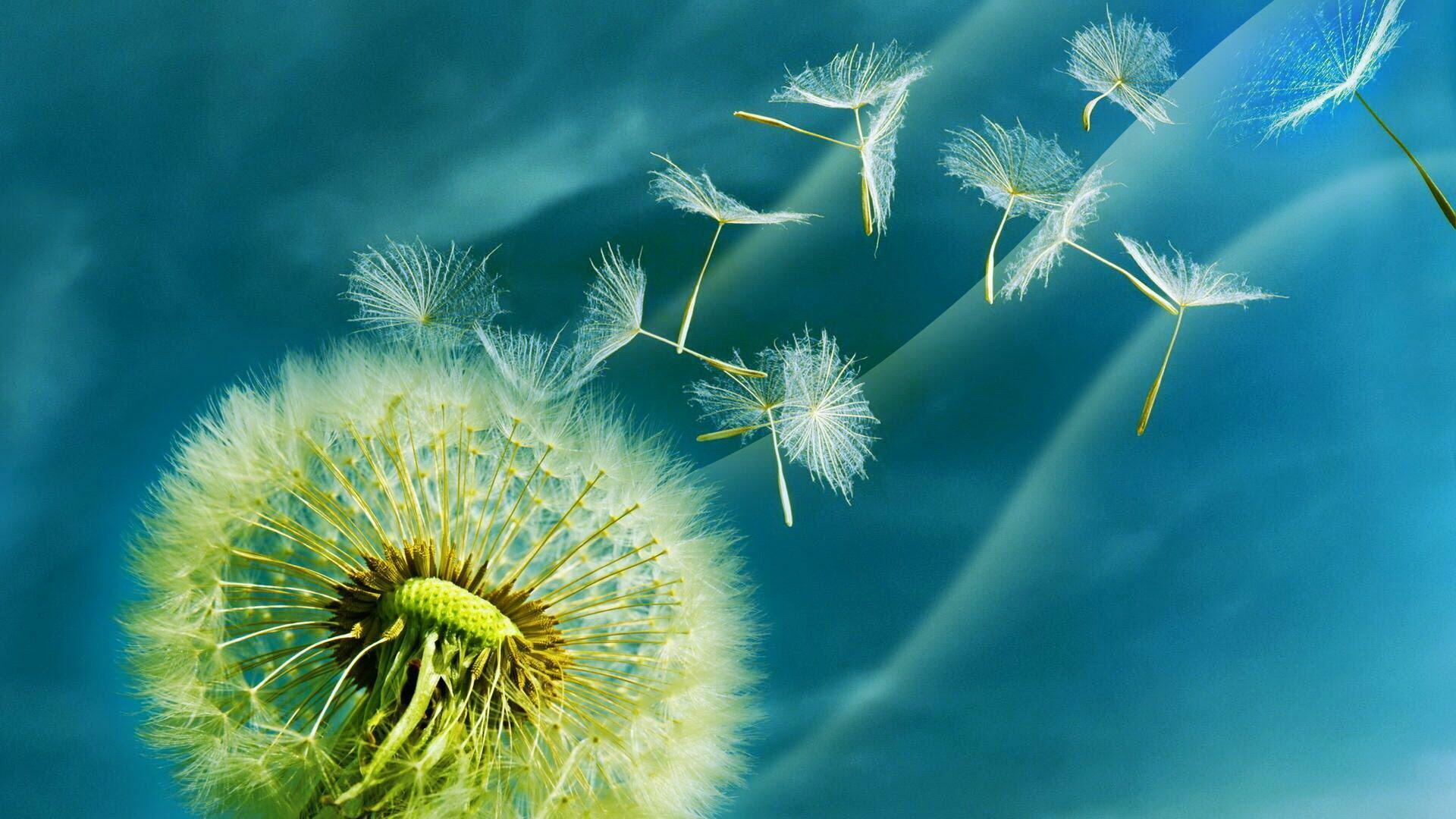 БЫЛА БЫ ОДУВАНЧИКУ Я РАДА