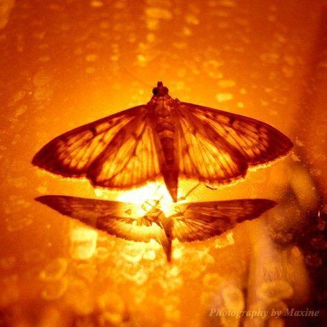 Мотыльки мгновений