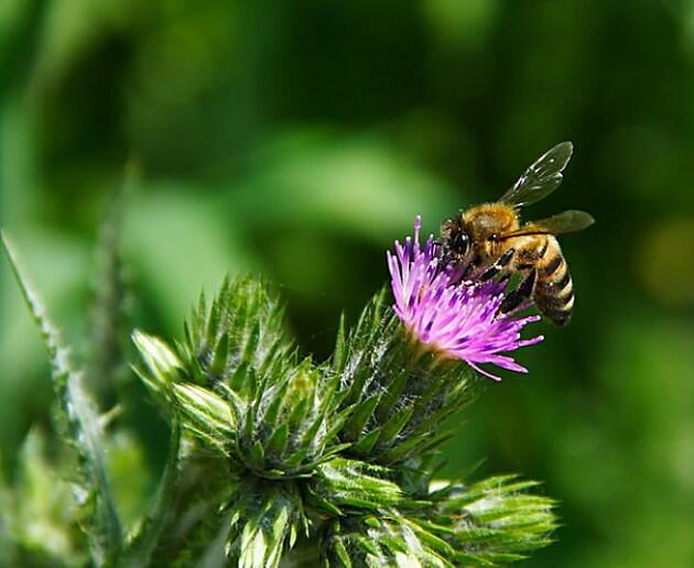 Неразлучные