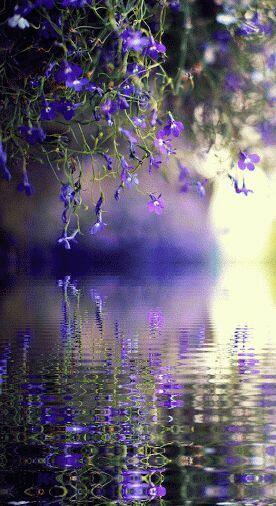 Синя новела