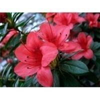 МОЯ ПРЕКРАСНАЯ ПЕРИ