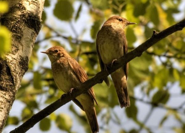 СОЛОВЬИНОЕ СКЕРЦО