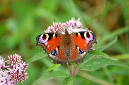 Где исполняются мечты