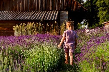 Макушка лета