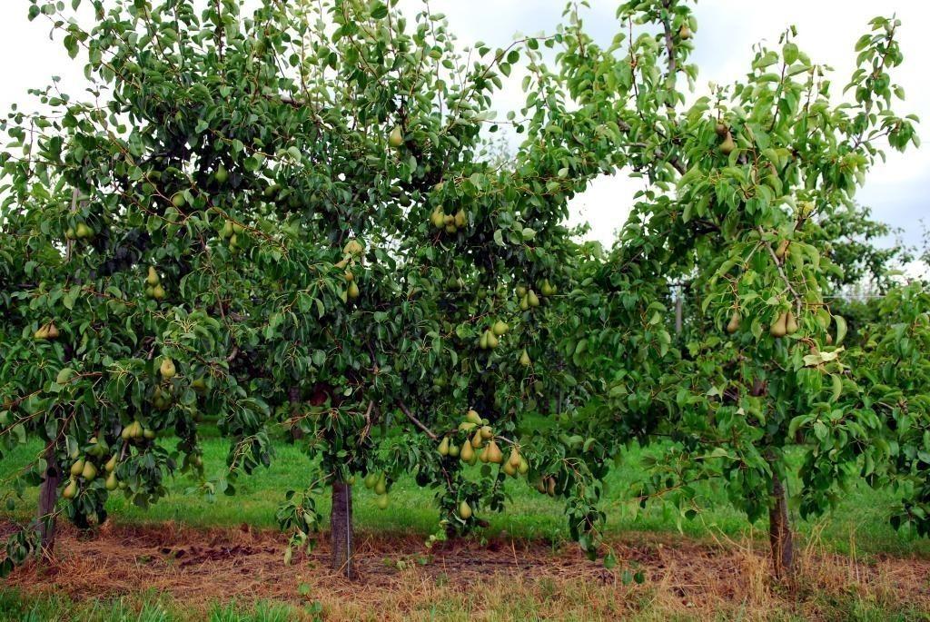 ЧТО Ж ТЫ, ВЕТЕР, ТАК СИЛЬНО ЛЮТУЕШЬ?..