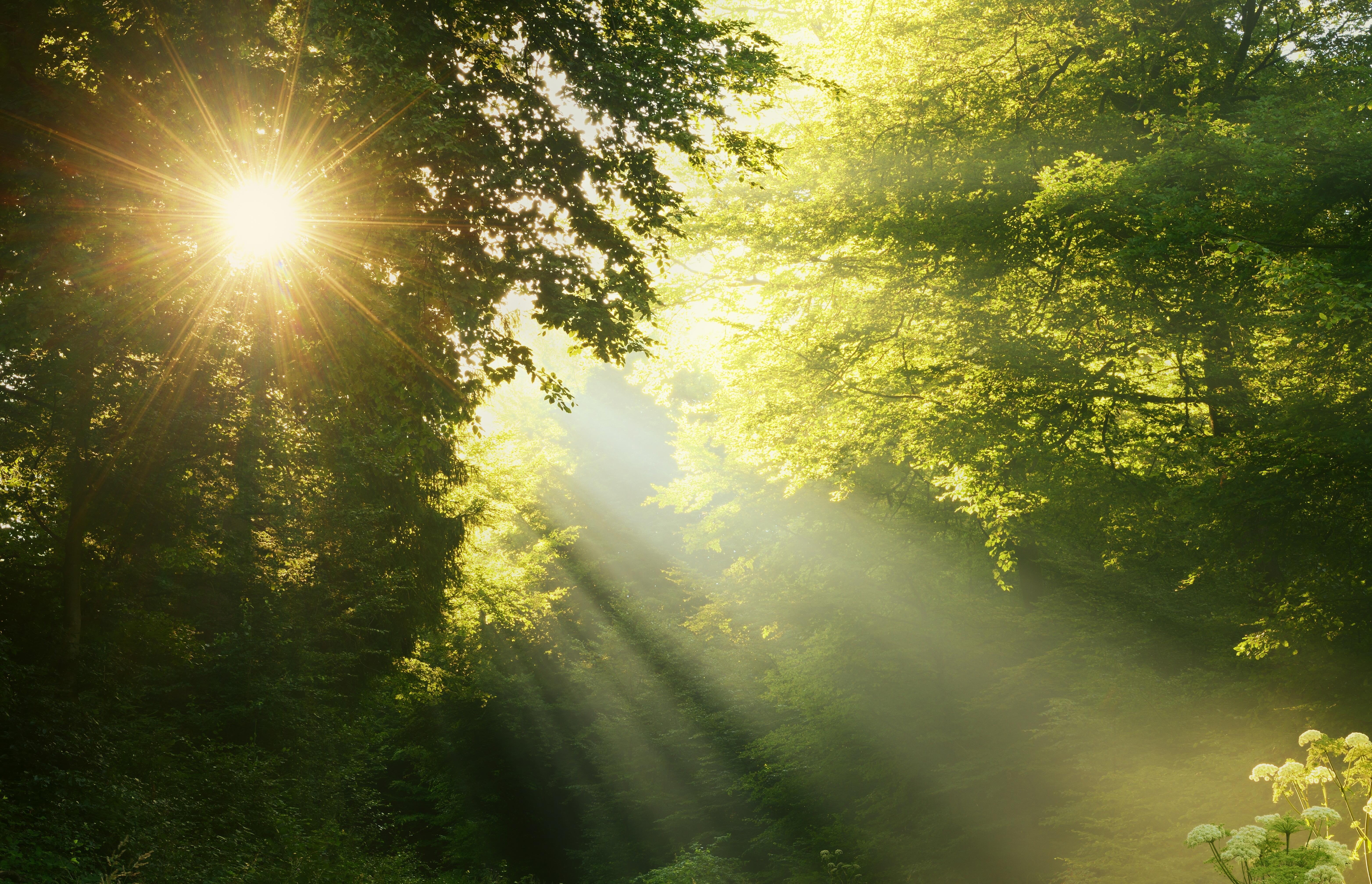 Лето это солнца луч. Лучи солнца. Природа солнце. Свет солнца. "Солнце в лесу".