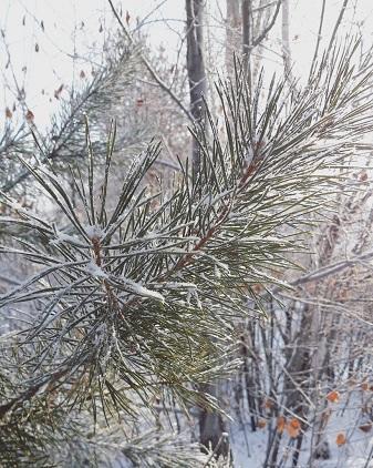 Морозным воздухом дышу