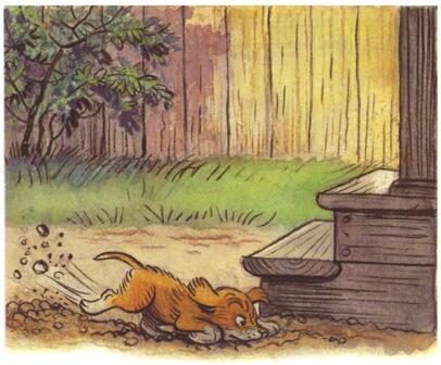 Тигр  на букву джет?