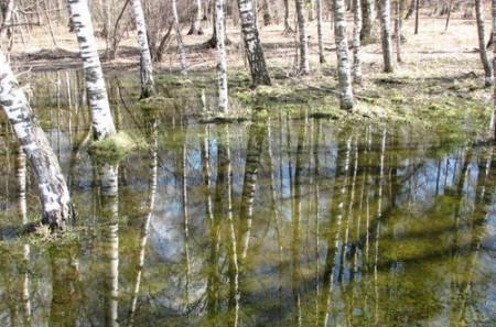 ЗАПОЗДАЛАЯ ВЕСНА