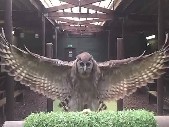 Тюрьма для совы