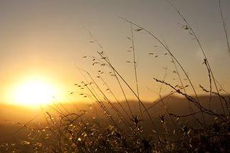 День цвета совести...