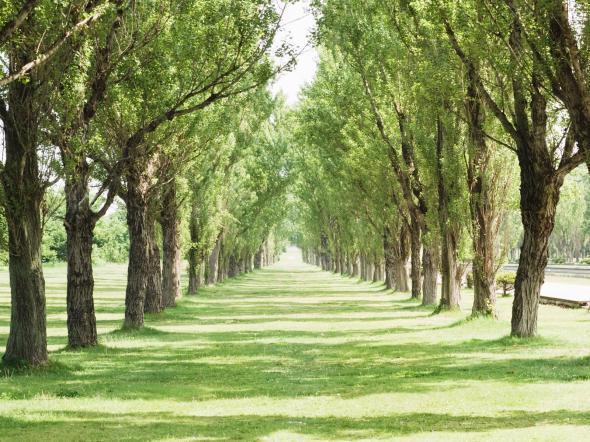 Дурманит запахом природа