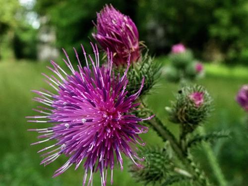 Чертополох