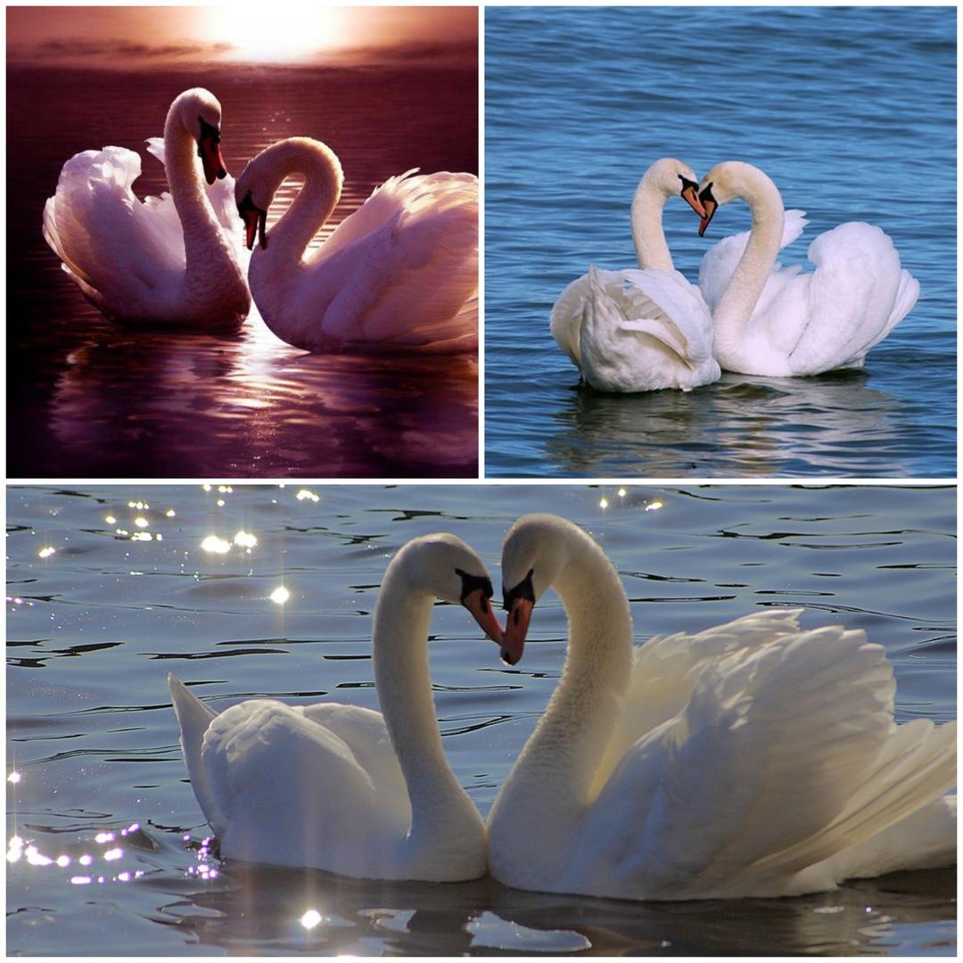 "На крыльях..."