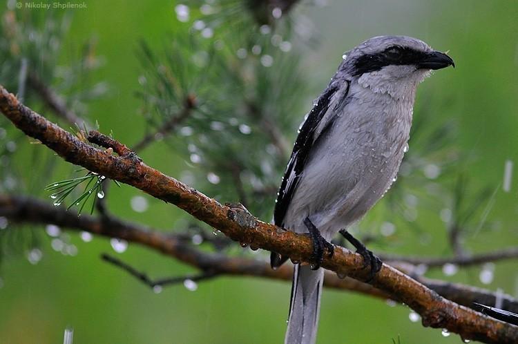 На мокрых ветках - капли света...