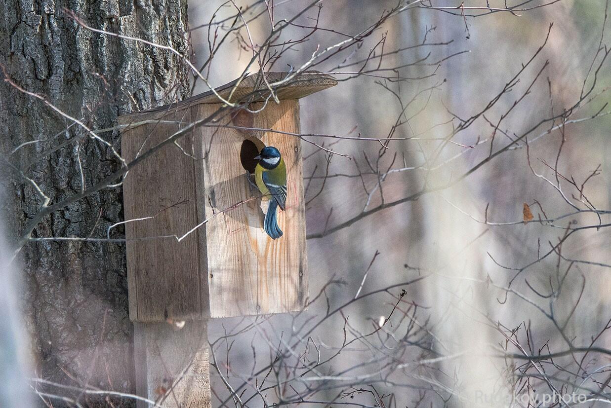 9 марта - День Птиц - Иванов день - Обретение гнёзд