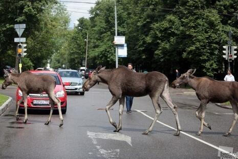 Соблюдайте баланс у Природы!..