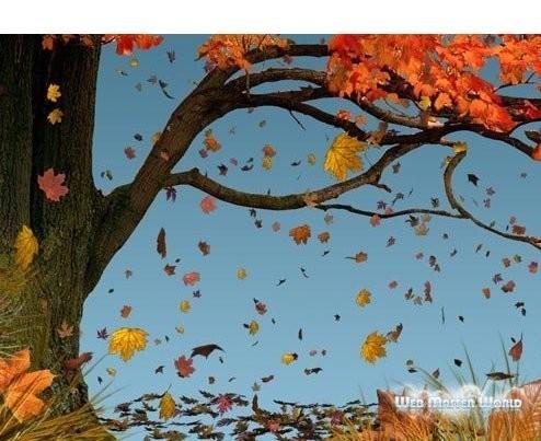 Опавшие листья - спетые ноты...