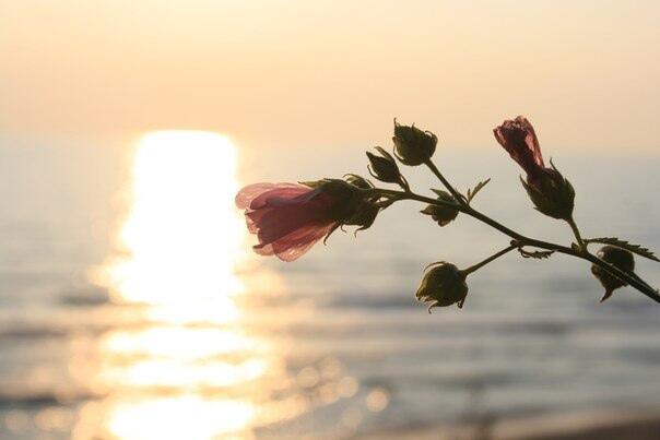 музыка льется, переливается.