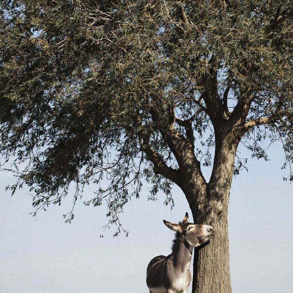 Сонет 4. Немного ядовит