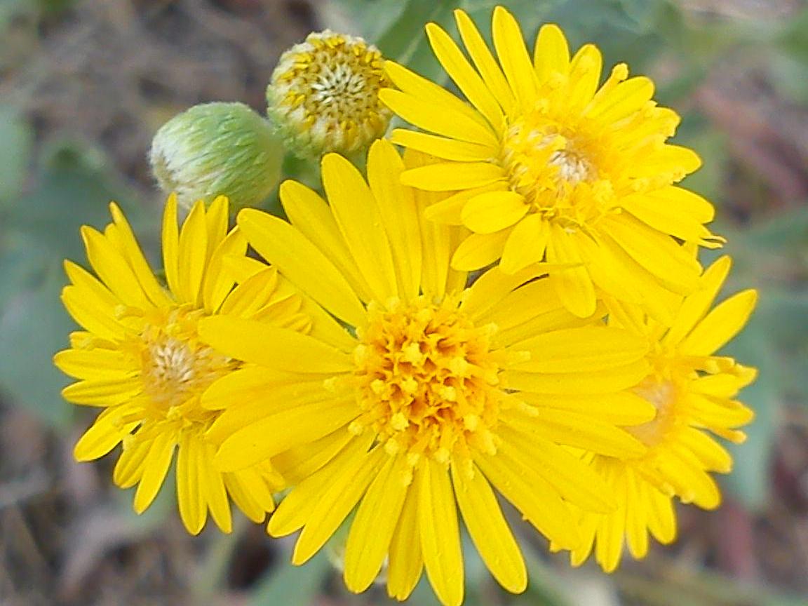 Притчи, глава 5 - перевод с иврита