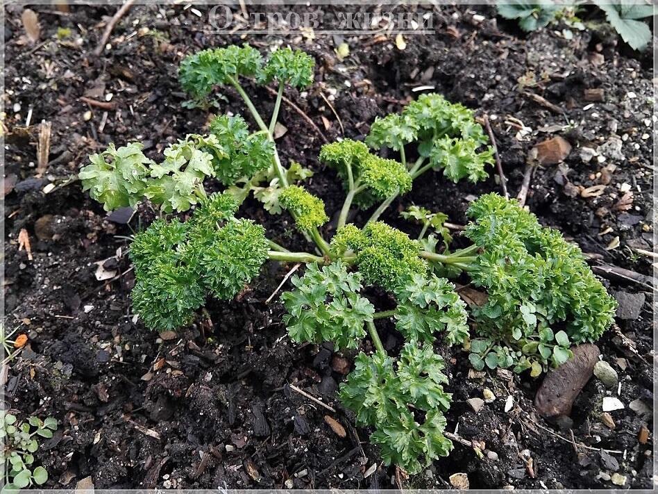 Букетик петрушки. Огородные истории