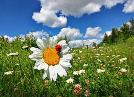 Чтоб цвели цветы