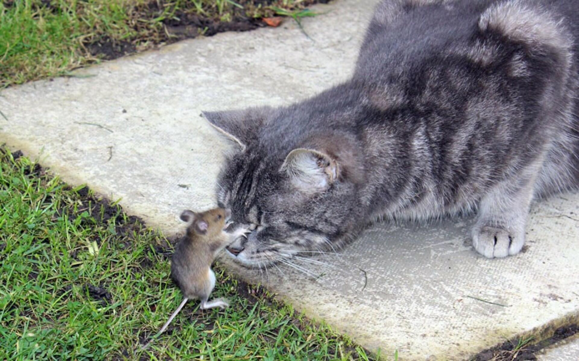 Догони кошку. Кошки-мышки. Кот и мыши. Котик с мышкой. Кошка охотится на мышь.