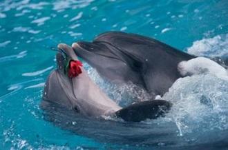 Роковое танго...