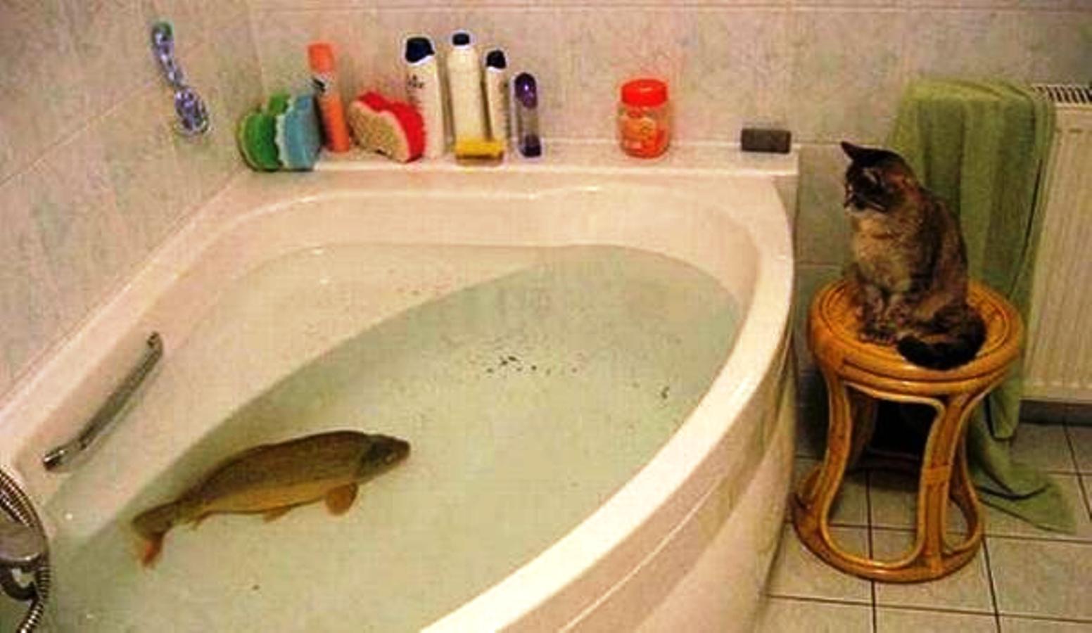 Рыба в ванне
