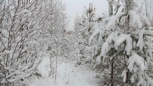 Наша Сибирь