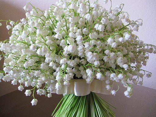 Ландыш серебристый