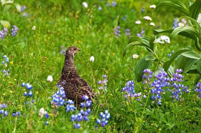 Природа...ассоциация на фото