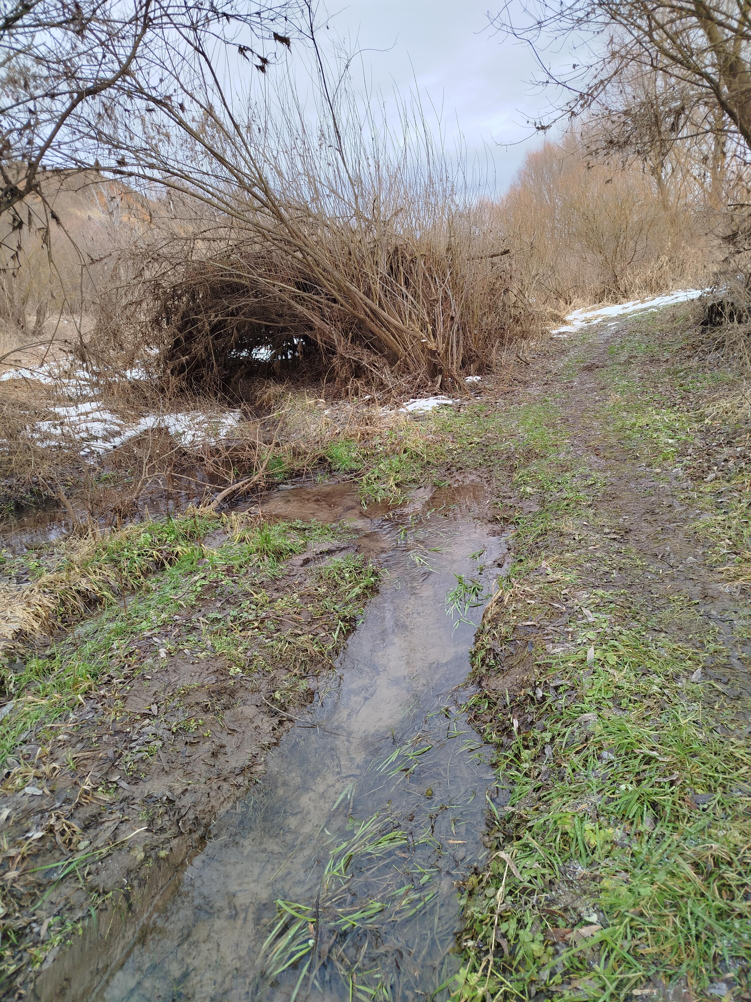 Зелёная зима