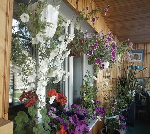 РАЙСКИЙ САД