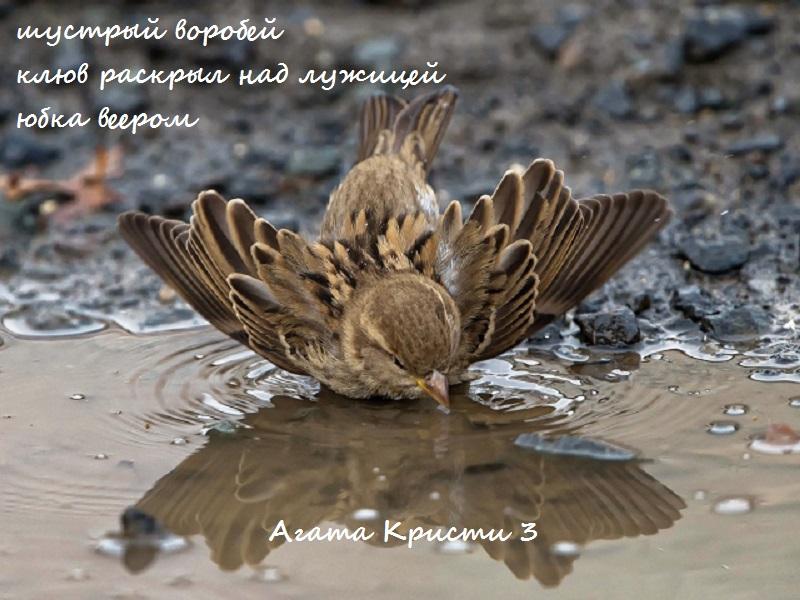 Шустрый воробей. Хайга