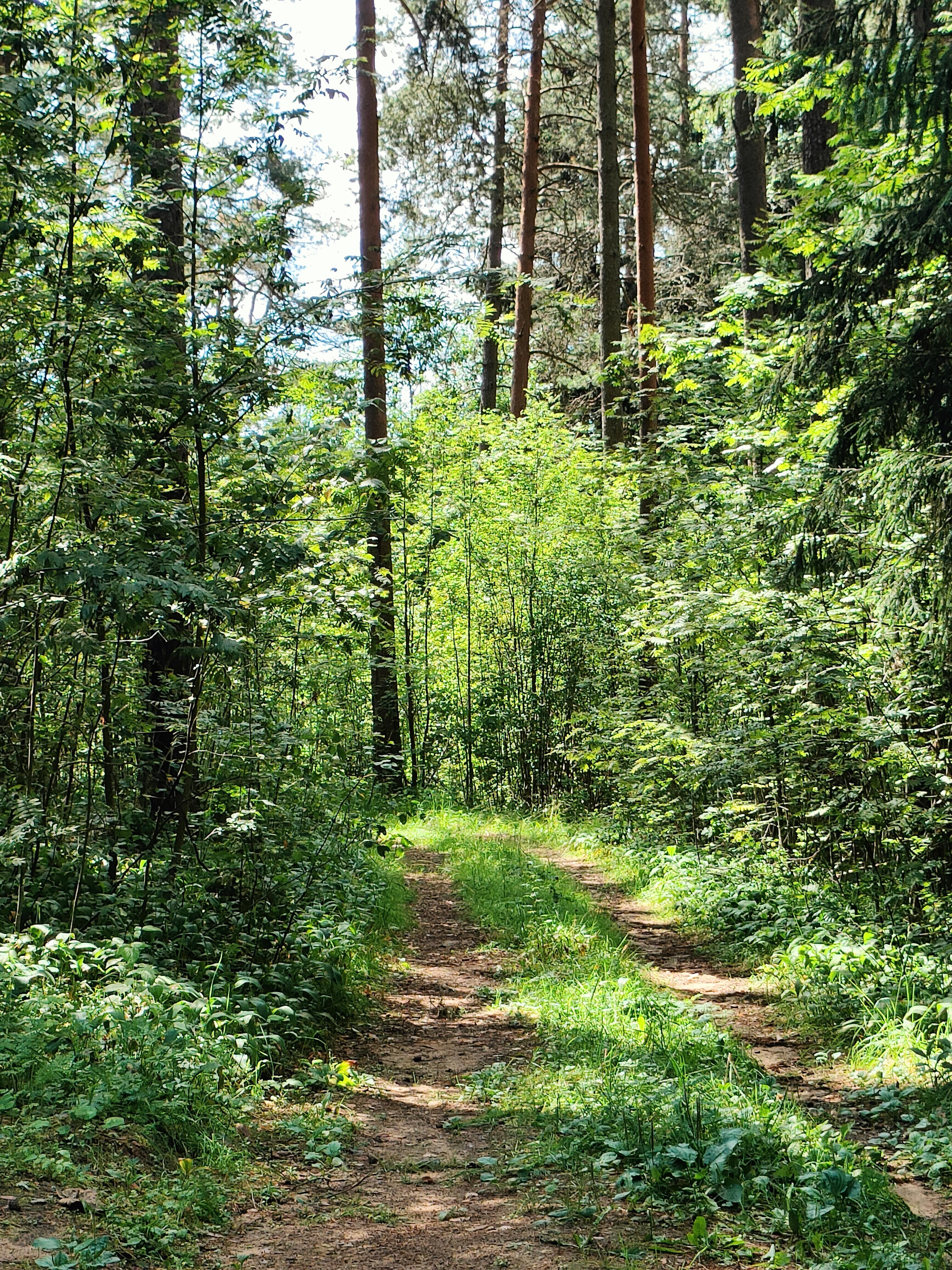 Верхушки тополей сентябрь встречают...