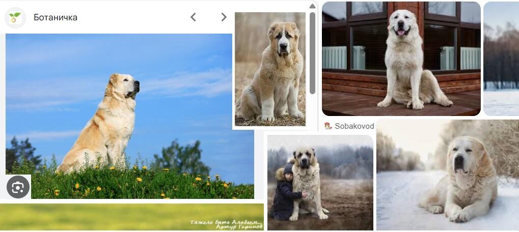 Тяжело быть Алабаем...