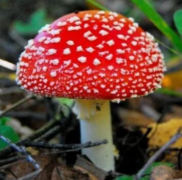 Мухомор