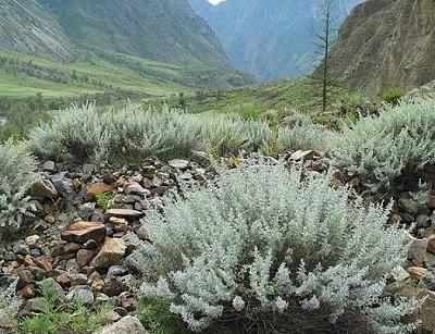 Горечь испытаний